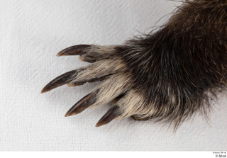 Nutria foot 0015.jpg